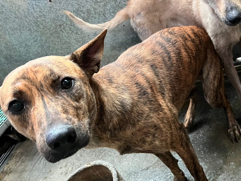 【待認養】混種犬 狗 (女生) - 彰化縣流浪狗中途之家