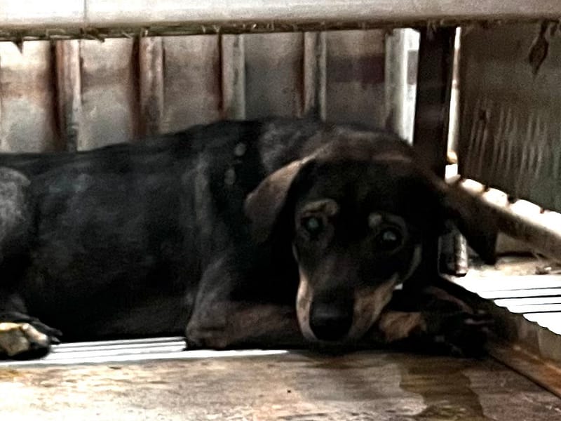 【待認養】混種犬 狗 (女生) - 彰化縣流浪狗中途之家