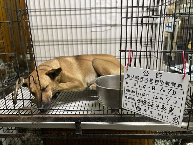【待認養】混種犬 狗 (女生) - 雲林縣流浪動物收容所
