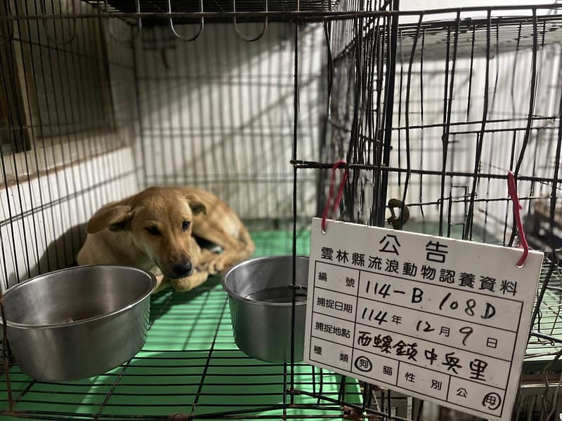 【待認養】混種犬 狗 (女生) - 雲林縣流浪動物收容所