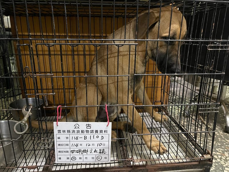 【待認養】混種犬 狗 (男生) - 雲林縣流浪動物收容所