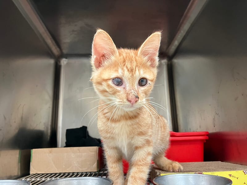 【待認養】混種貓 貓 (男生) - 新竹市動物保護教育園區