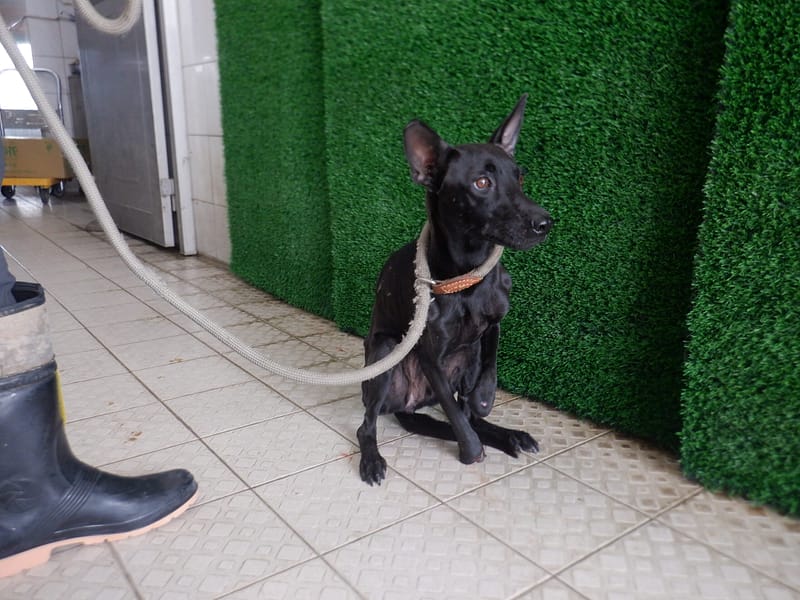 【待認養】混種犬 狗 (女生) - 南投縣公立動物收容所