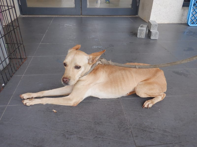 【待認養】混種犬 狗 (女生) - 南投縣公立動物收容所