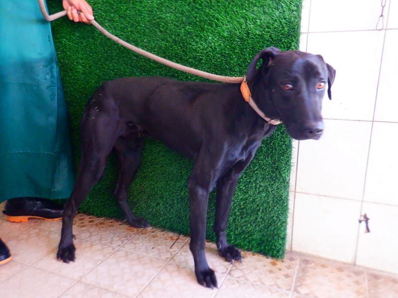 【待認養】混種犬 狗 (男生) - 南投縣公立動物收容所