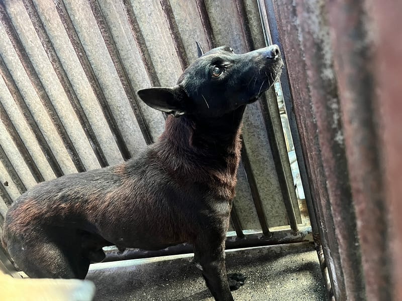 【待認養】混種犬 狗 (男生) - 彰化縣流浪狗中途之家