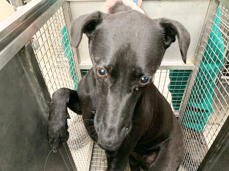 【待認養】混種犬 狗 (女生) - 臺北市動物之家