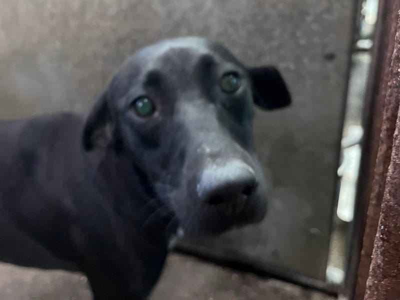 【待認養】混種犬 狗 (女生) - 彰化縣流浪狗中途之家