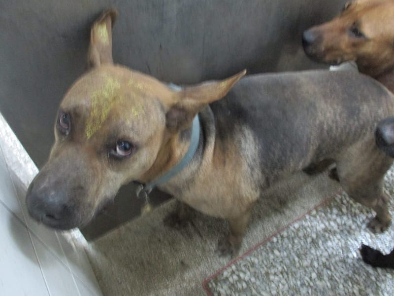 【待認養】混種犬 狗 (男生) - 高雄市壽山動物保護教育園區