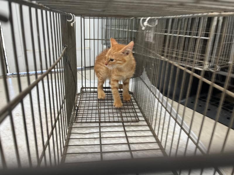 【待認養】混種貓 貓 (男生) - 金門縣動物收容中心