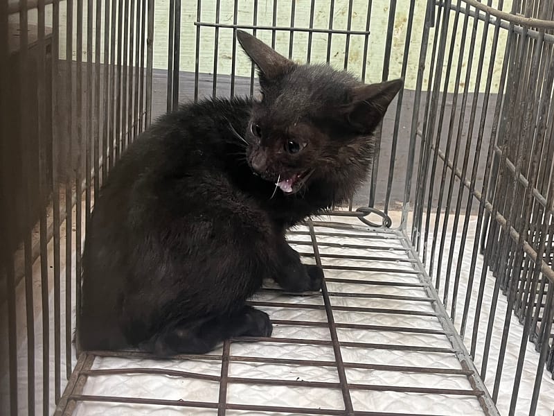 【待認養】混種貓 貓 (男生) - 金門縣動物收容中心