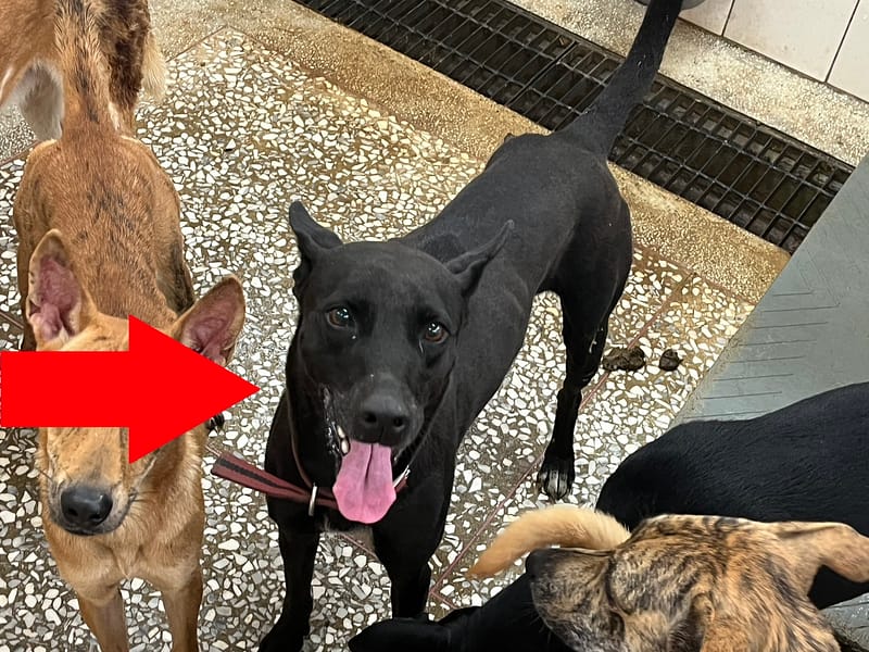 【待認養】混種犬 狗 (女生) - 高雄市壽山動物保護教育園區