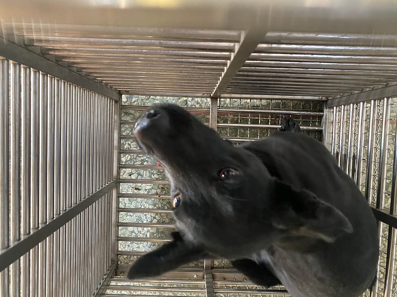 【待認養】混種犬 狗 (女生) - 臺南市動物之家善化站