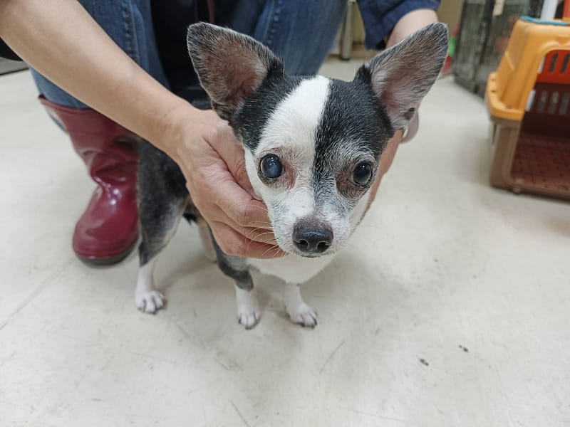 【待認養】混種犬 狗 (男生) - 新竹市動物保護教育園區