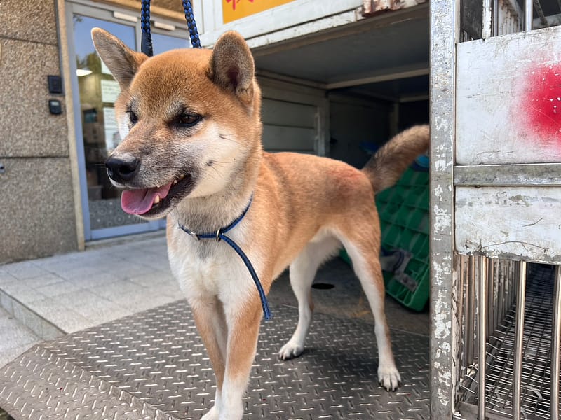 【待認養】柴犬 狗 (男生) - 桃園市動物保護教育園區