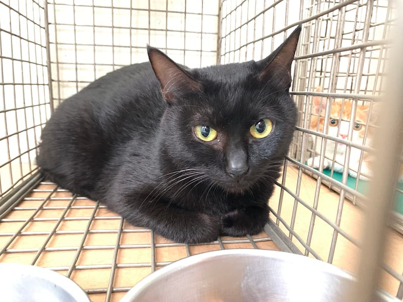 【待認養】混種貓 貓 (女生) - 臺北市動物之家