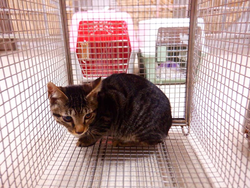 【待認養】混種貓 貓 (男生) - 南投縣公立動物收容所