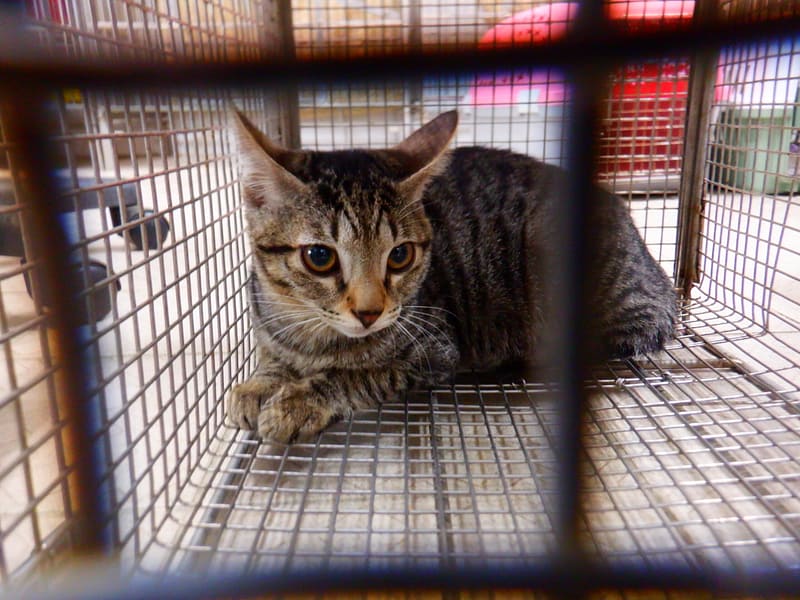 【待認養】混種貓 貓 (女生) - 南投縣公立動物收容所