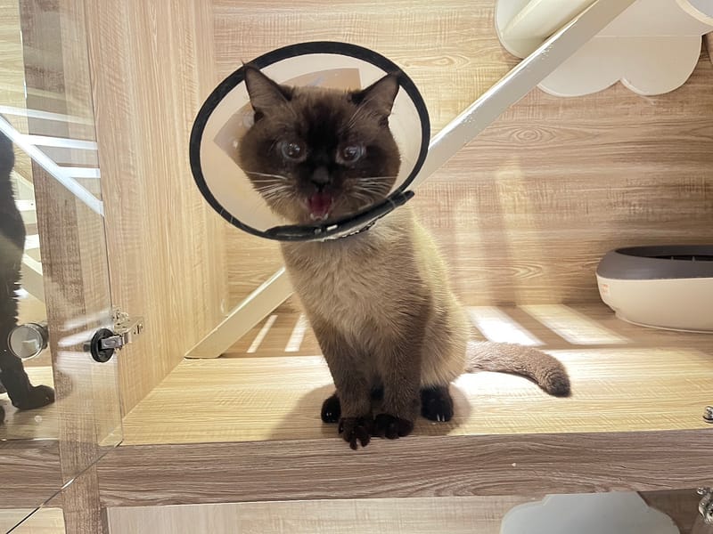 【待認養】暹羅貓 貓 (男生) - 桃園市動物保護教育園區