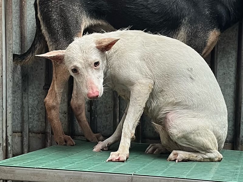【待認養】混種犬 狗 (女生) - 彰化縣流浪狗中途之家