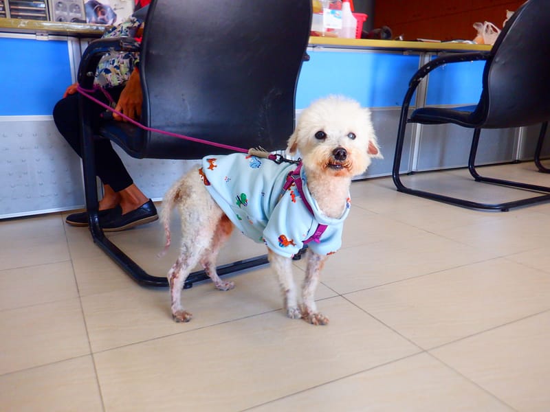 【待認養】比熊犬 狗 (男生) - 南投縣公立動物收容所