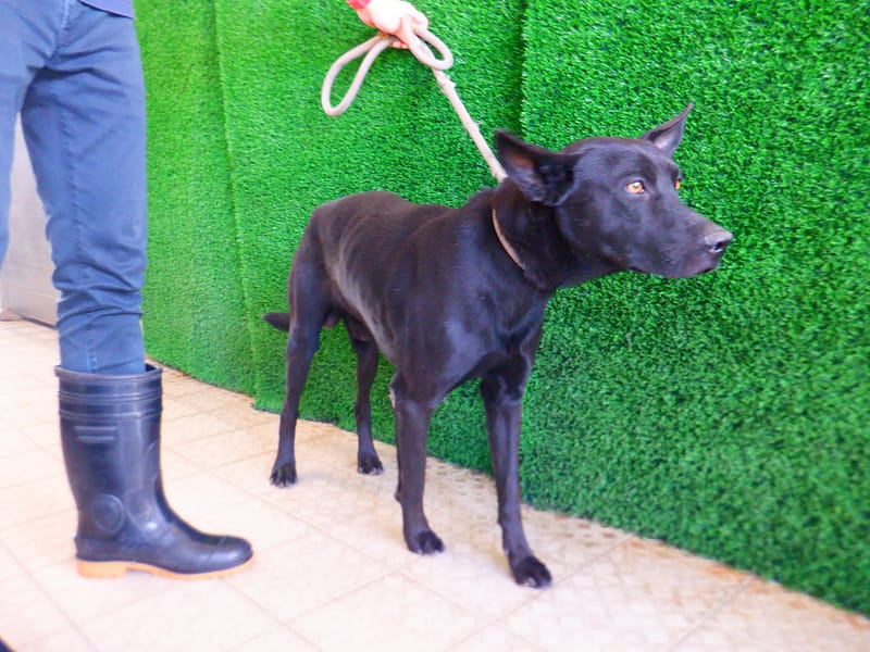 【待認養】混種犬 狗 (男生) - 南投縣公立動物收容所