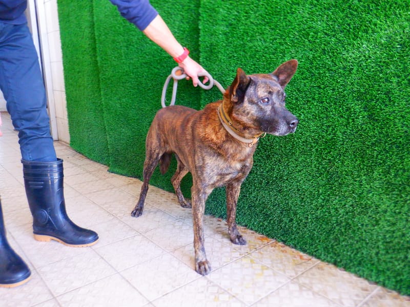 【待認養】混種犬 狗 (男生) - 南投縣公立動物收容所