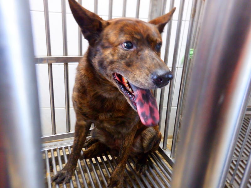 【待認養】混種犬 狗 (男生) - 南投縣公立動物收容所