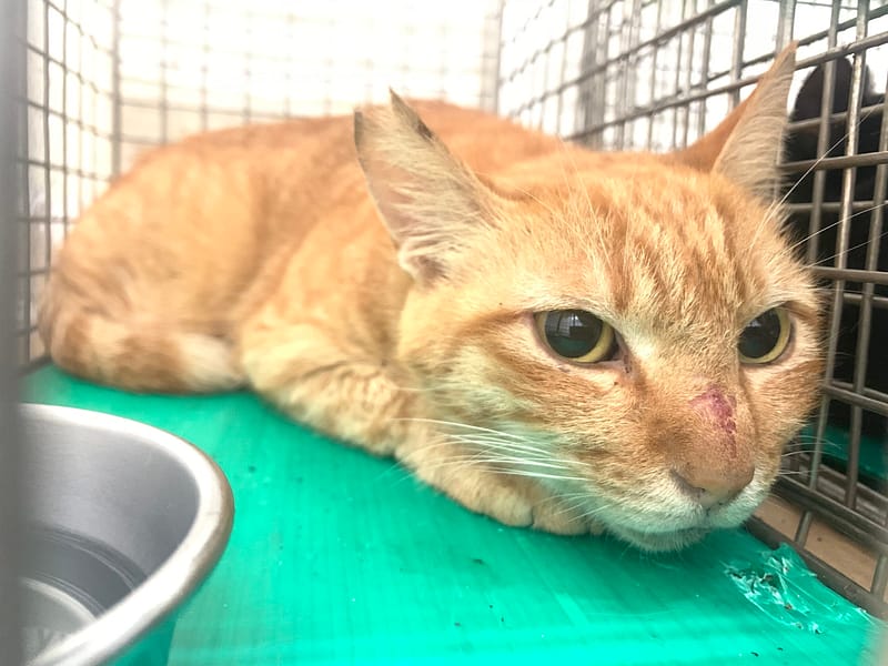 【待認養】混種貓 貓 (女生) - 臺北市動物之家