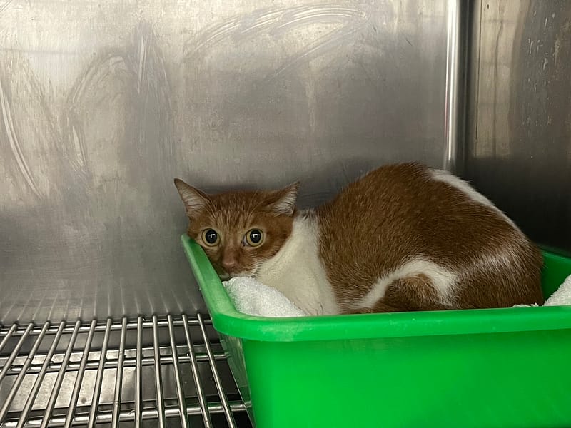 【待認養】混種貓 貓 (女生) - 臺北市動物之家