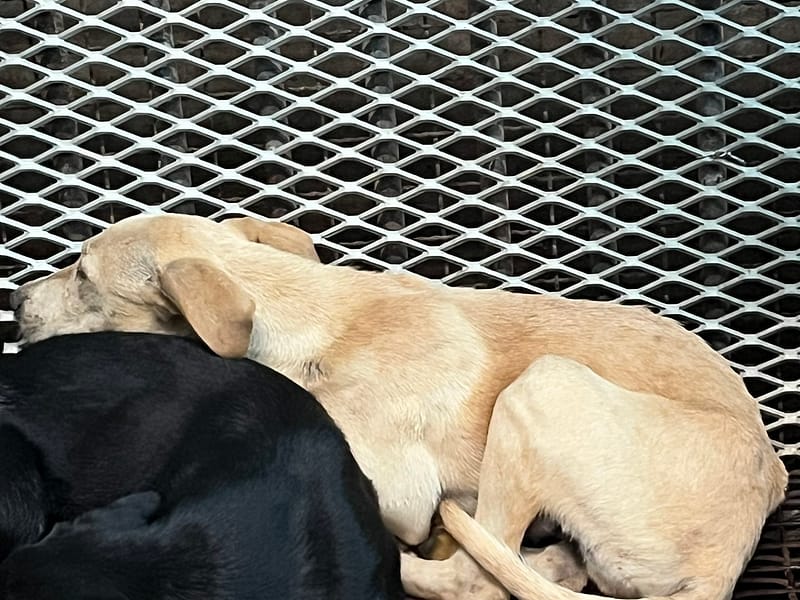 【待認養】混種犬 狗 (男生) - 彰化縣流浪狗中途之家