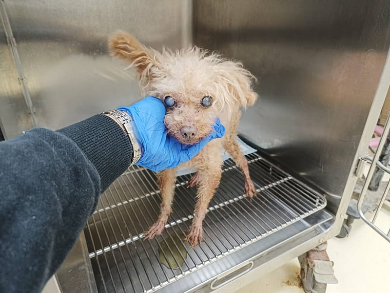 【待認養】貴賓犬 狗 (女生) - 新竹市動物保護教育園區