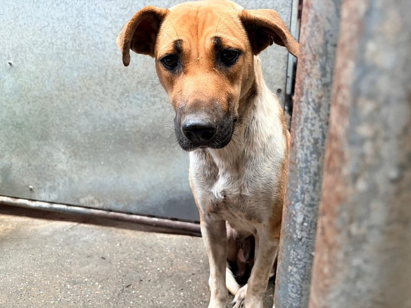 【待認養】混種犬 狗 (女生) - 彰化縣流浪狗中途之家