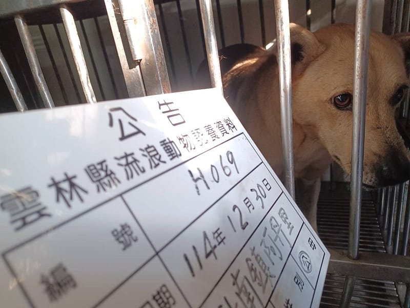 【待認養】混種犬 狗 (男生) - 雲林縣流浪動物收容所