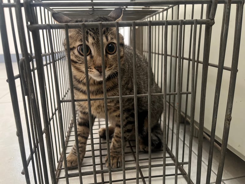 【待認養】混種貓 貓 (男生) - 金門縣動物收容中心