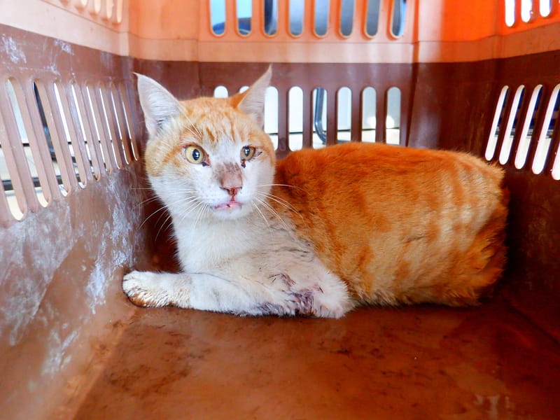 【待認養】混種貓 貓 (男生) - 南投縣公立動物收容所