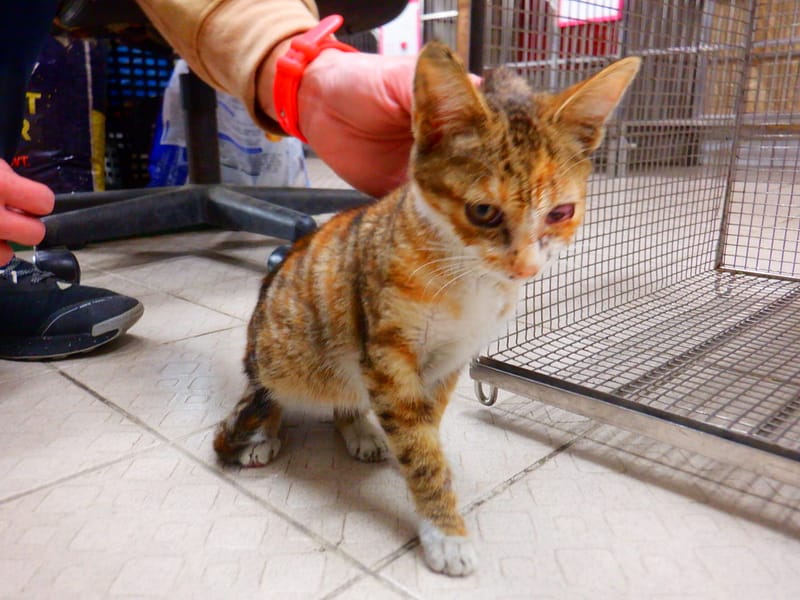 【待認養】混種貓 貓 (女生) - 南投縣公立動物收容所