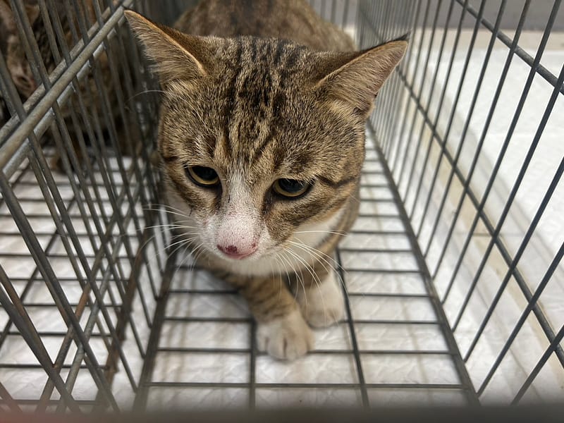 【待認養】混種貓 貓 (男生) - 金門縣動物收容中心