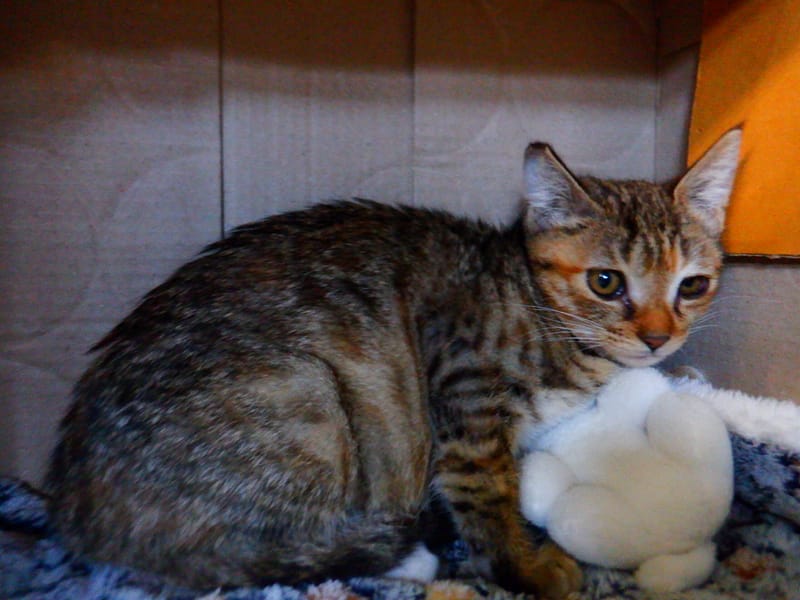 【待認養】混種貓 貓 (女生) - 南投縣公立動物收容所