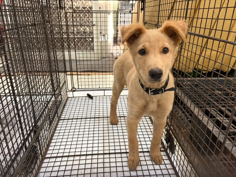 【待認養】混種犬 狗 (女生) - 金門縣動物收容中心