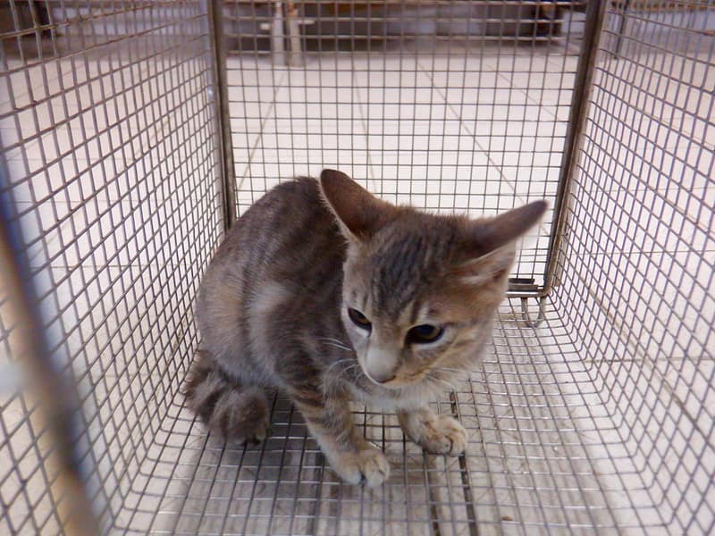 【待認養】混種貓 貓 (女生) - 南投縣公立動物收容所