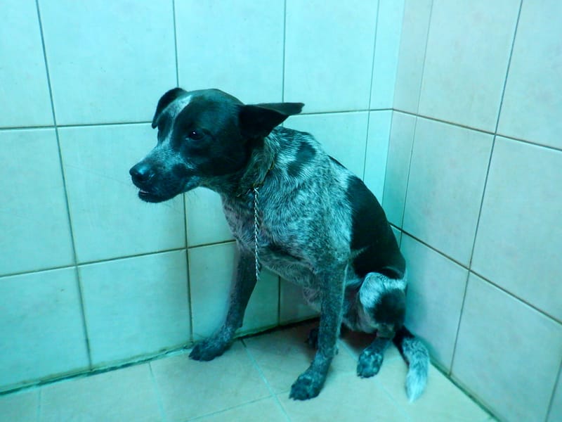 【待認養】混種犬 狗 (男生) - 南投縣公立動物收容所