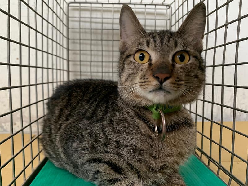 【待認養】混種貓 貓 (男生) - 臺北市動物之家