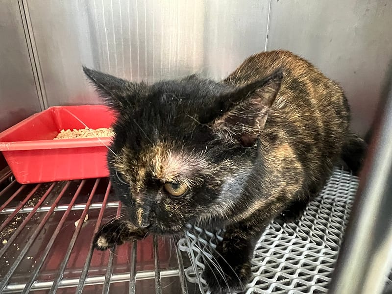 【待認養】混種貓 貓 (女生) - 桃園市動物保護教育園區