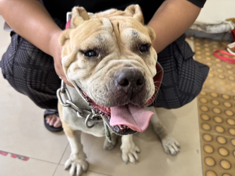 【待認養】美國惡霸犬 狗 (女生) - 高雄市壽山動物保護教育園區