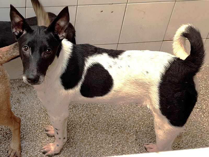 【待認養】混種犬 狗 (男生) - 高雄市壽山動物保護教育園區