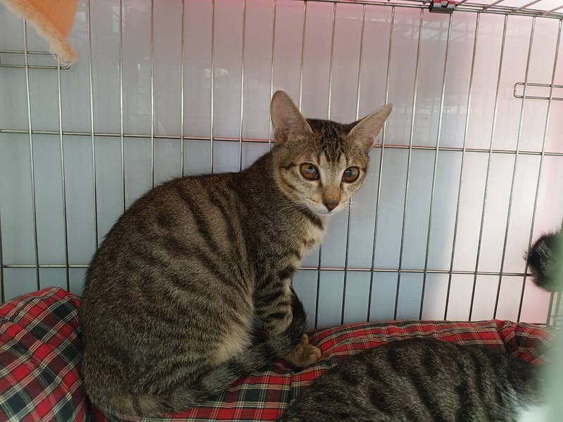 【待認養】混種貓 貓 (男生) - 新北市板橋區公立動物之家