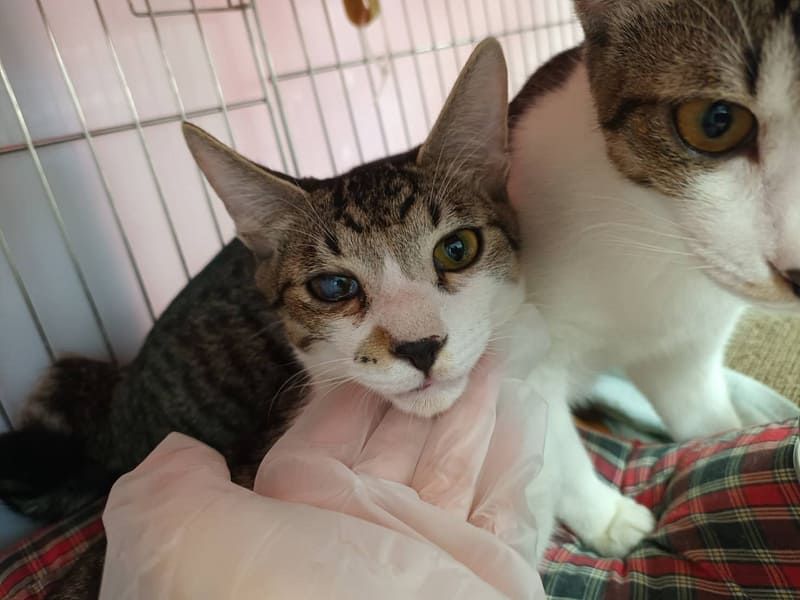 【待認養】混種貓 貓 (男生) - 新北市板橋區公立動物之家