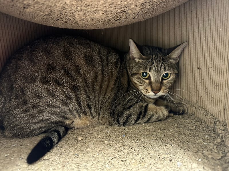 【待認養】混種貓 貓 (女生) - 臺北市動物之家