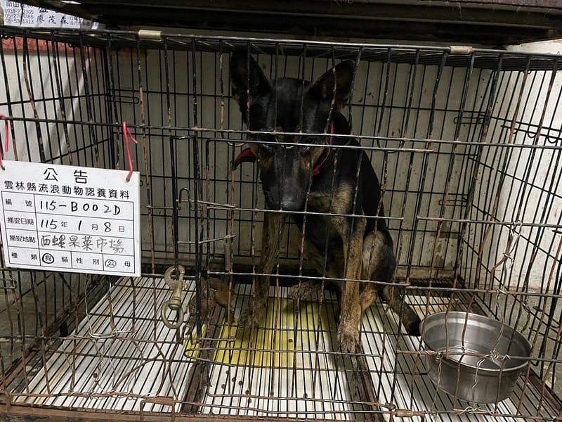 【待認養】混種犬 狗 (男生) - 雲林縣流浪動物收容所